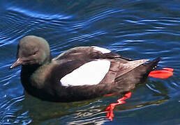 Black Guillemot