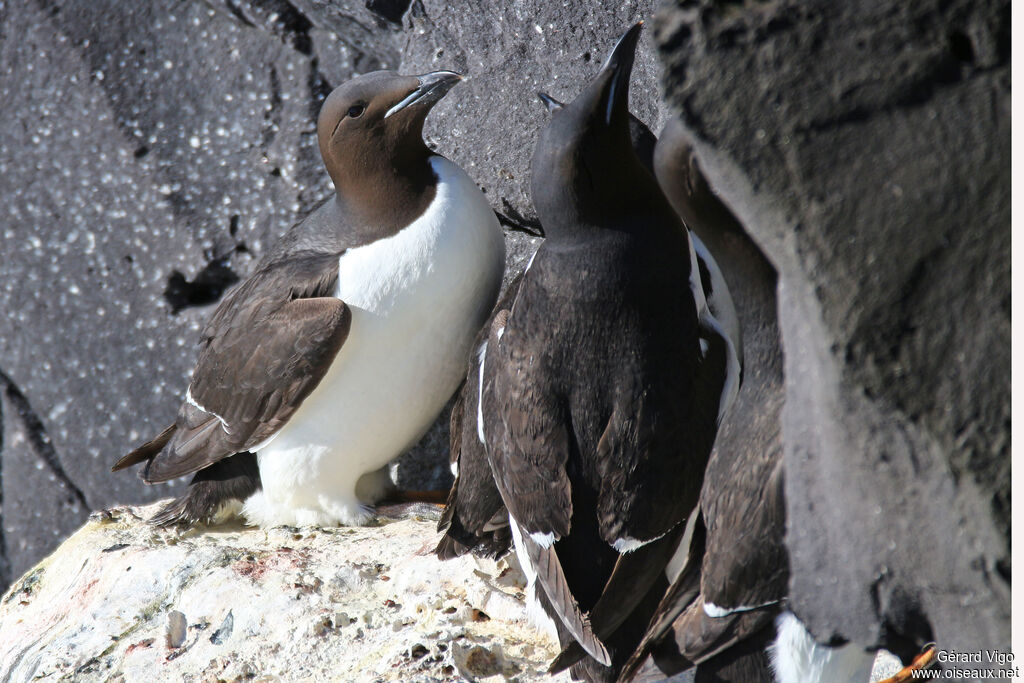 Guillemot de Brünnichadulte