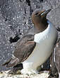 Guillemot de Brünnich