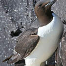 Guillemot de Brünnich