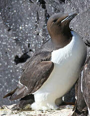 Guillemot de Brünnich