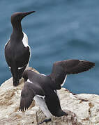 Common Murre