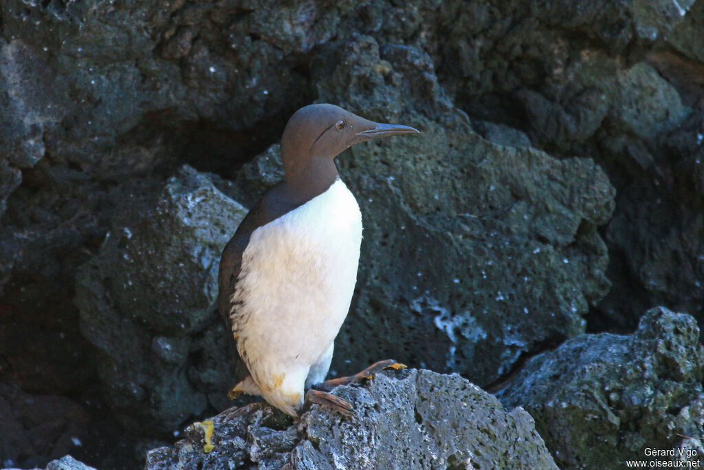 Guillemot de Troïladulte