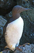 Common Murre