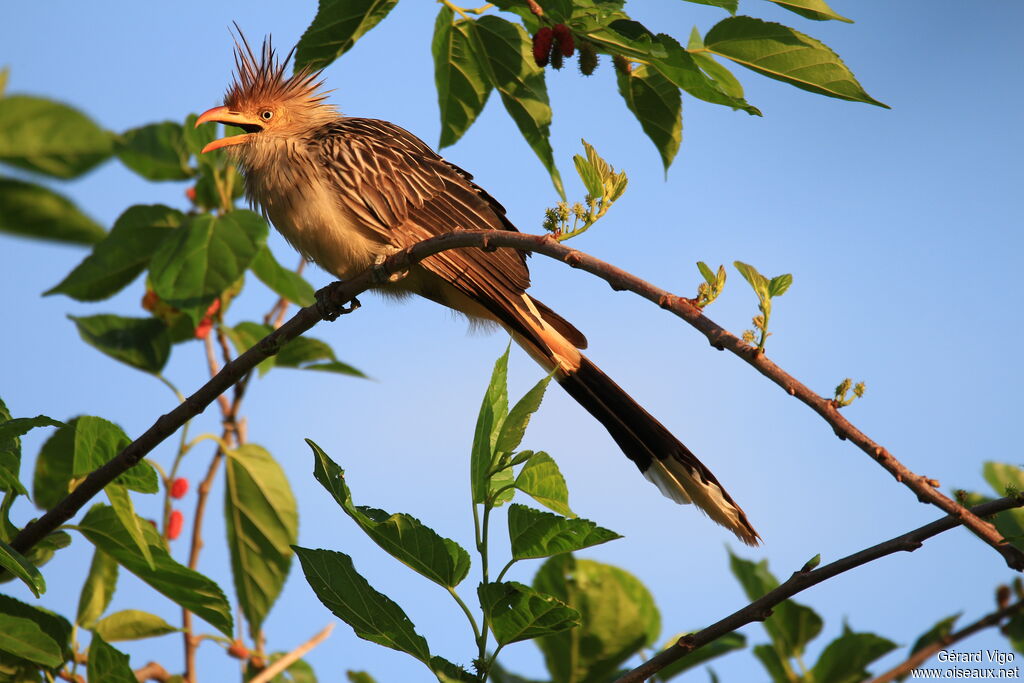 Guira Cuckooadult