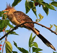 Guira Cuckoo