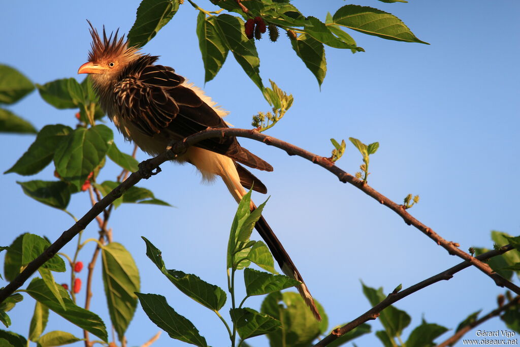 Guira Cuckooadult