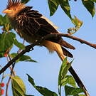Guira cantara