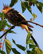 Guira Cuckoo