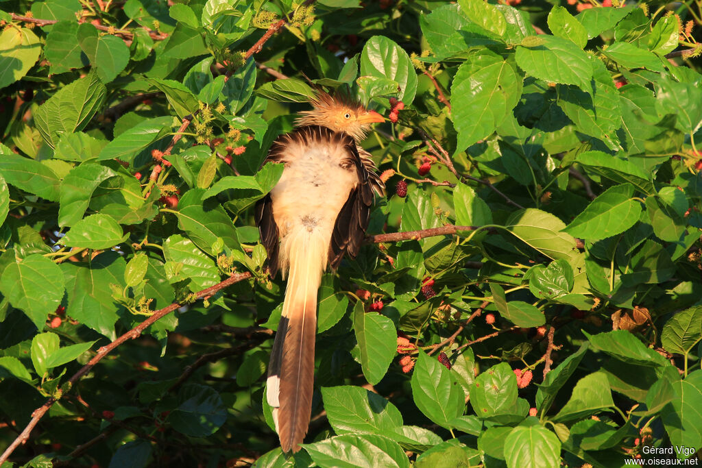 Guira cantaraadulte