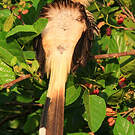 Guira cantara