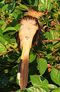 Guira Cuckoo