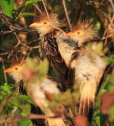 Guira Cuckoo