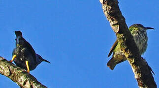 Shining Honeycreeper