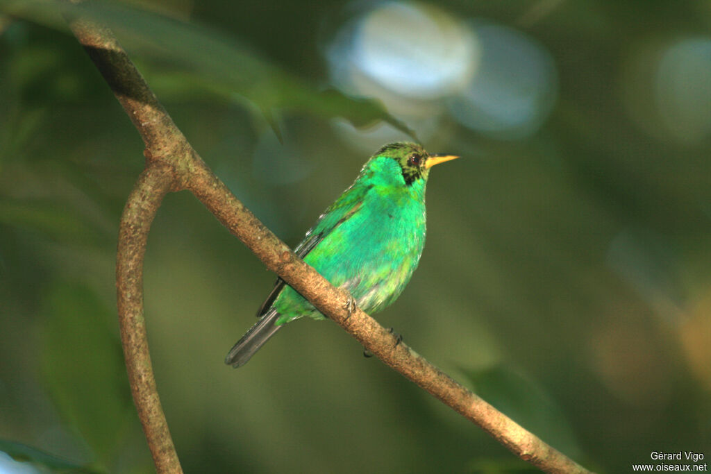 Green Honeycreeper male juvenile