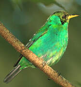 Green Honeycreeper