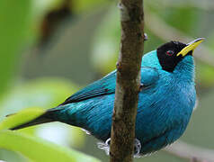 Green Honeycreeper