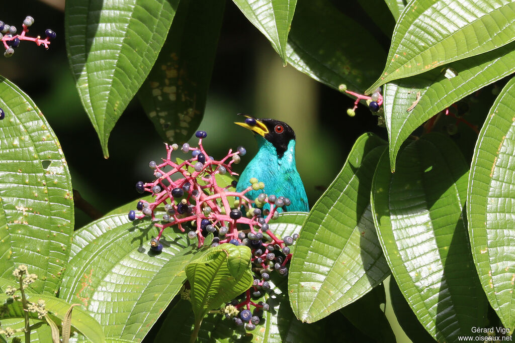 Green Honeycreeper male adult