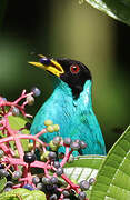 Green Honeycreeper