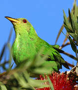 Green Honeycreeper