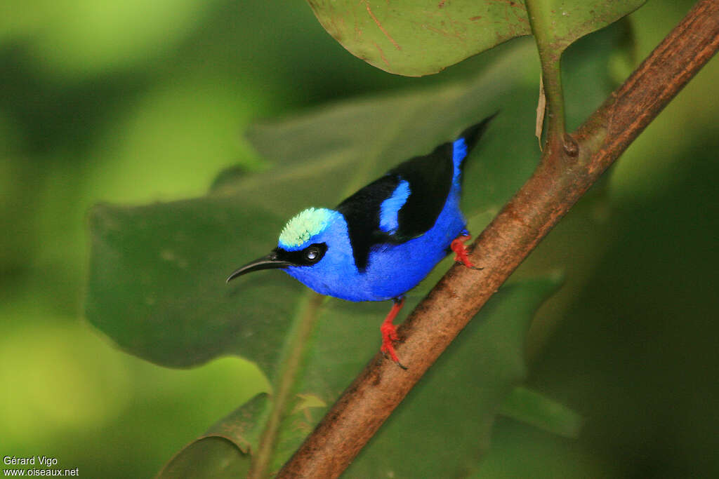 Red-legged Honeycreeper male adult, identification