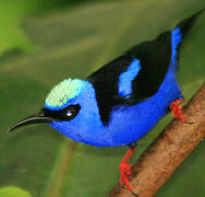 Red-legged Honeycreeper