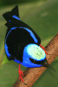 Red-legged Honeycreeper