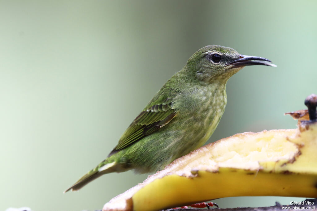 Red-legged Honeycreeper female adult