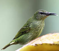 Red-legged Honeycreeper