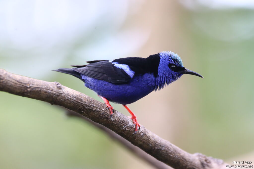 Red-legged Honeycreeper male adult