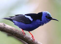 Red-legged Honeycreeper