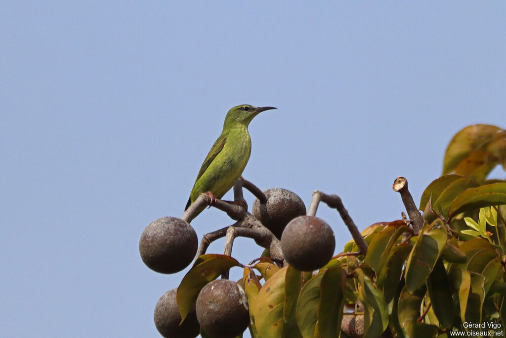 Guit-guit saï femelle adulte