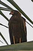 African Harrier-Hawk