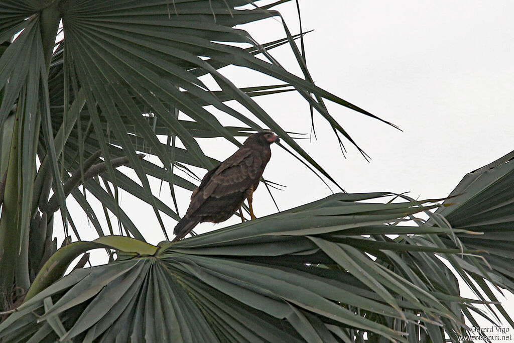 Gymnogène d'Afriqueimmature