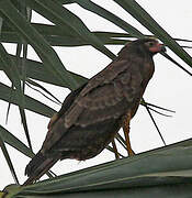 African Harrier-Hawk