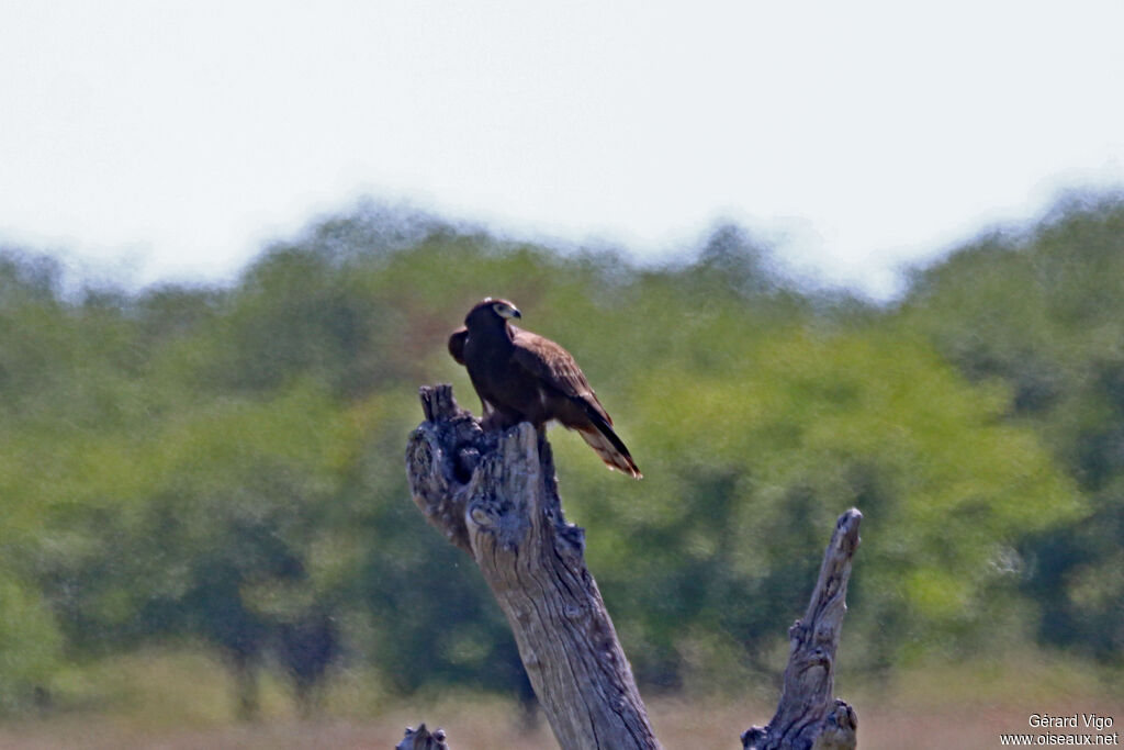 Gymnogène d'Afriquejuvénile