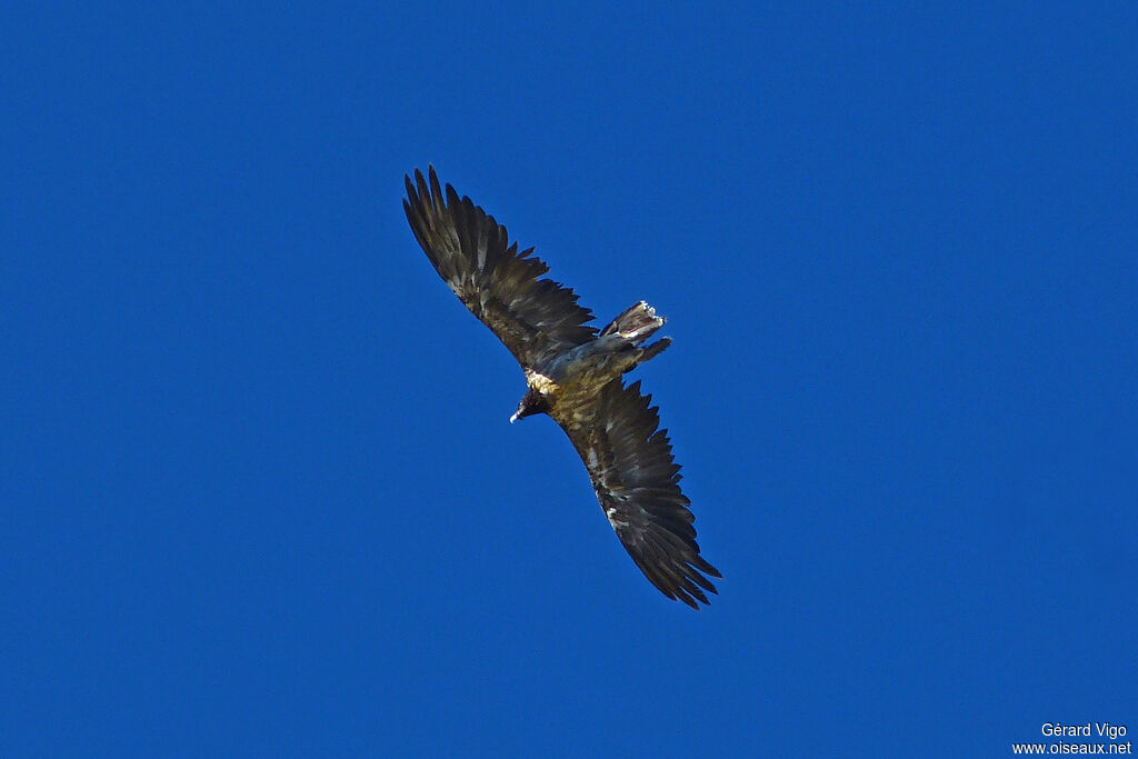 Bearded Vultureimmature