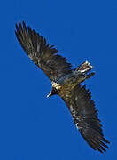 Bearded Vulture