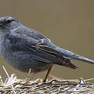 Haplospize gris-de-plomb