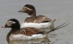 Long-tailed Duck