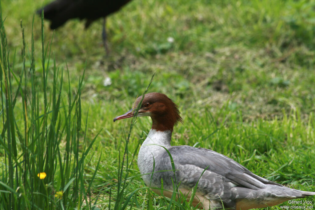 Common Merganser female adult