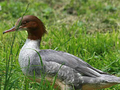 Common Merganser