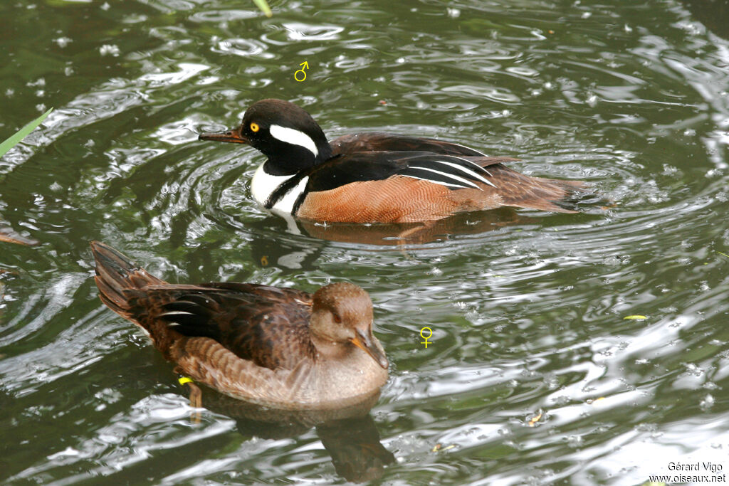 Hooded Merganser adult