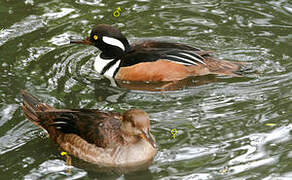 Hooded Merganser