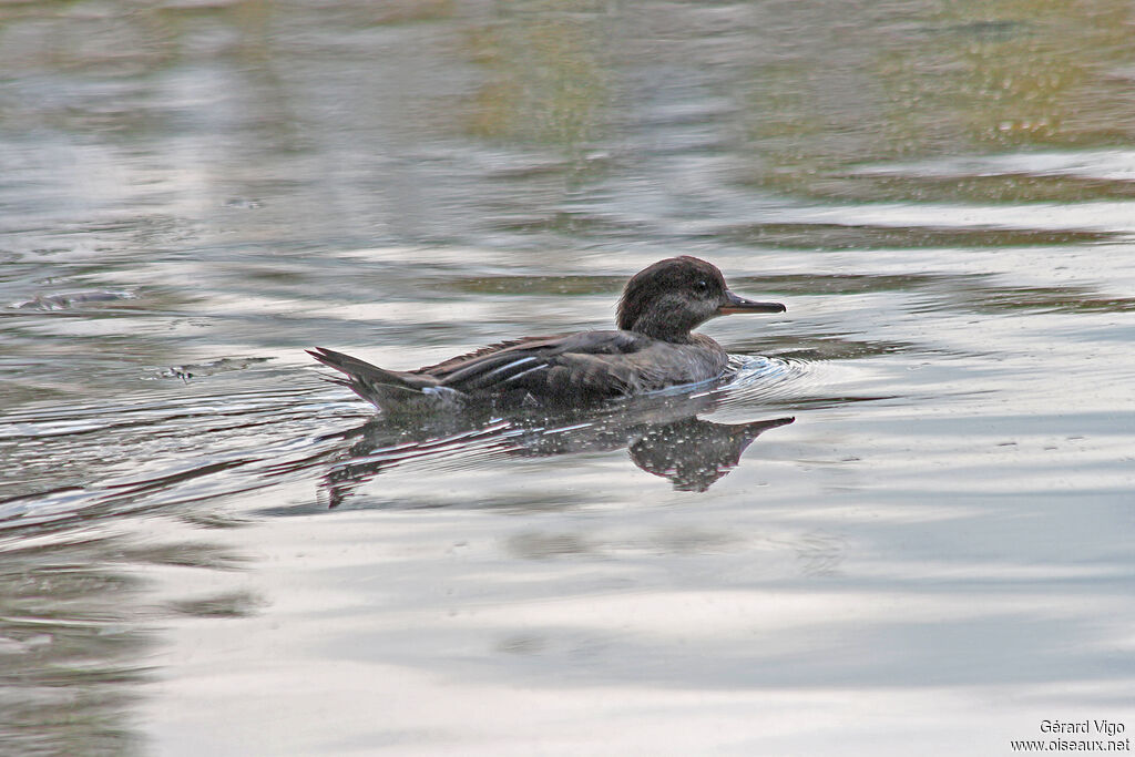 Hooded Merganser female adult