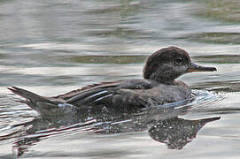 Hooded Merganser