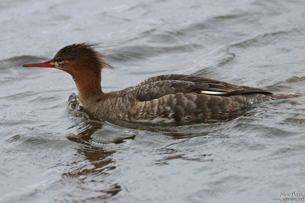 Red-breasted Merganser female adult