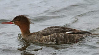 Red-breasted Merganser