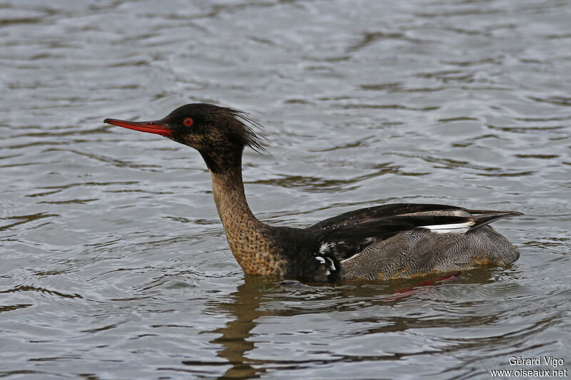 Red-breasted Merganser male First year