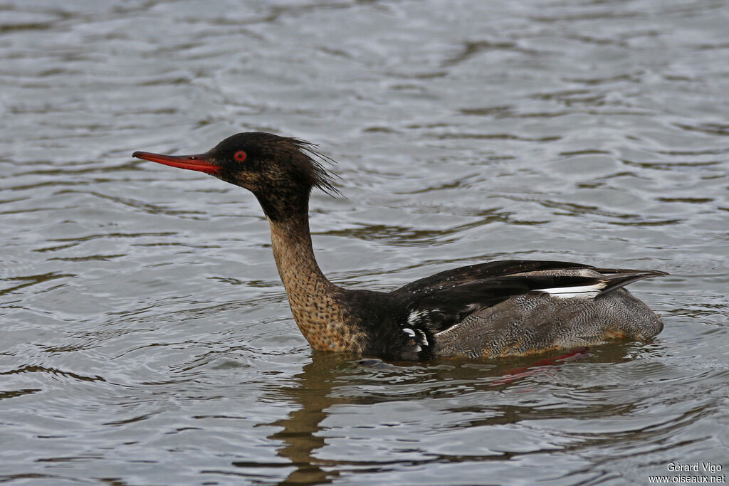 Red-breasted Merganser male First year